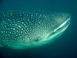 Djibouti - Whale Shark in Djibouti - 22